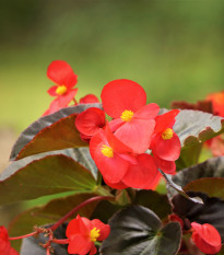 Voskovka Heaven Red F1 – Begonia semperflorens – begónia magok