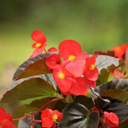 Voskovka Heaven Red F1 – Begonia semperflorens – begónia magok