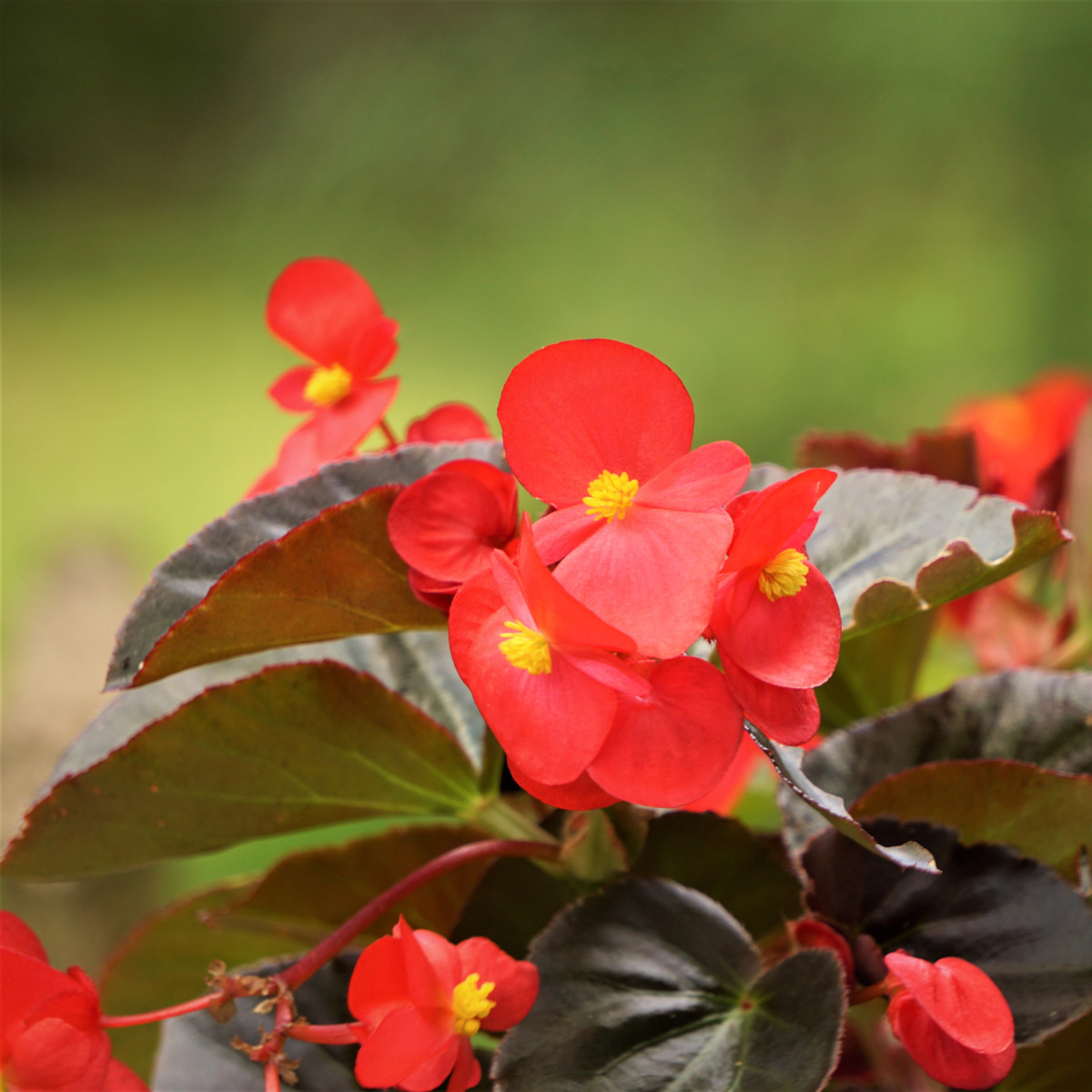 Voskovka Heaven Red F1 – Begonia semperflorens – begónia magok