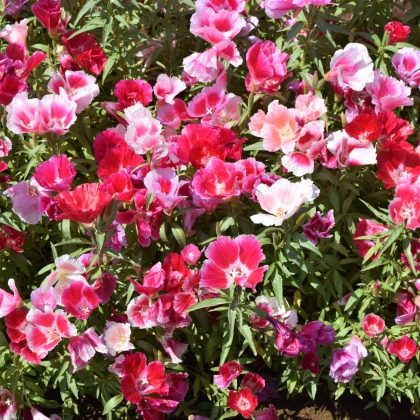 Zářivka velkokvětá směs barev - Godetia amoena - semena zářivky - 0,1 g