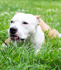 Tráva pro psy - semena Golden Line - směs - 20 g