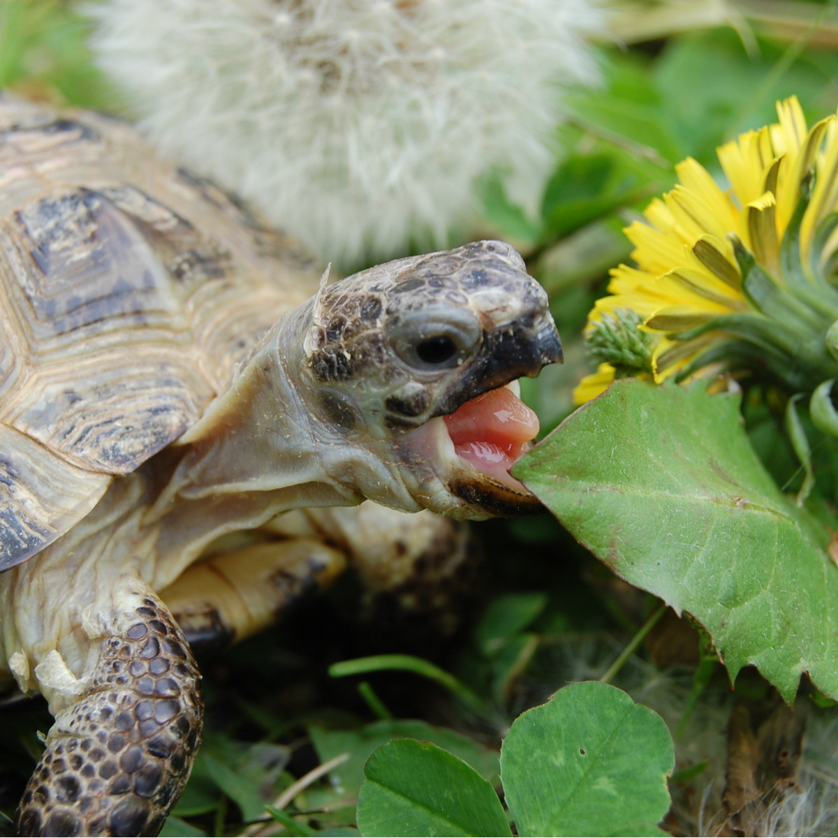Tráva pro želvy - semena Golden Line - směs - 15 g