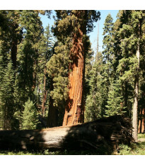 Sekvojovec obrovský - Sequoiadendron giganteum - semena sekvojovce - 5 ks