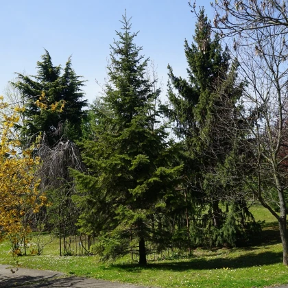 Pindrow jegenyefenyő - Abies pindrow - jegenyefenyő magok - 15 db