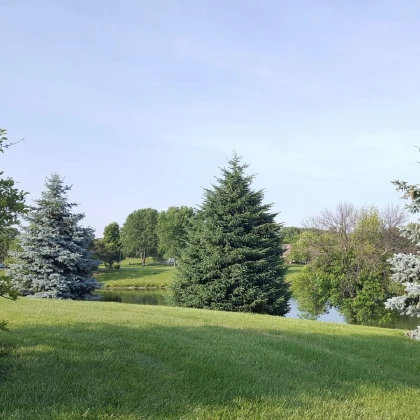 Smrk himalájský - Picea smithiana - semena smrku - 8 ks