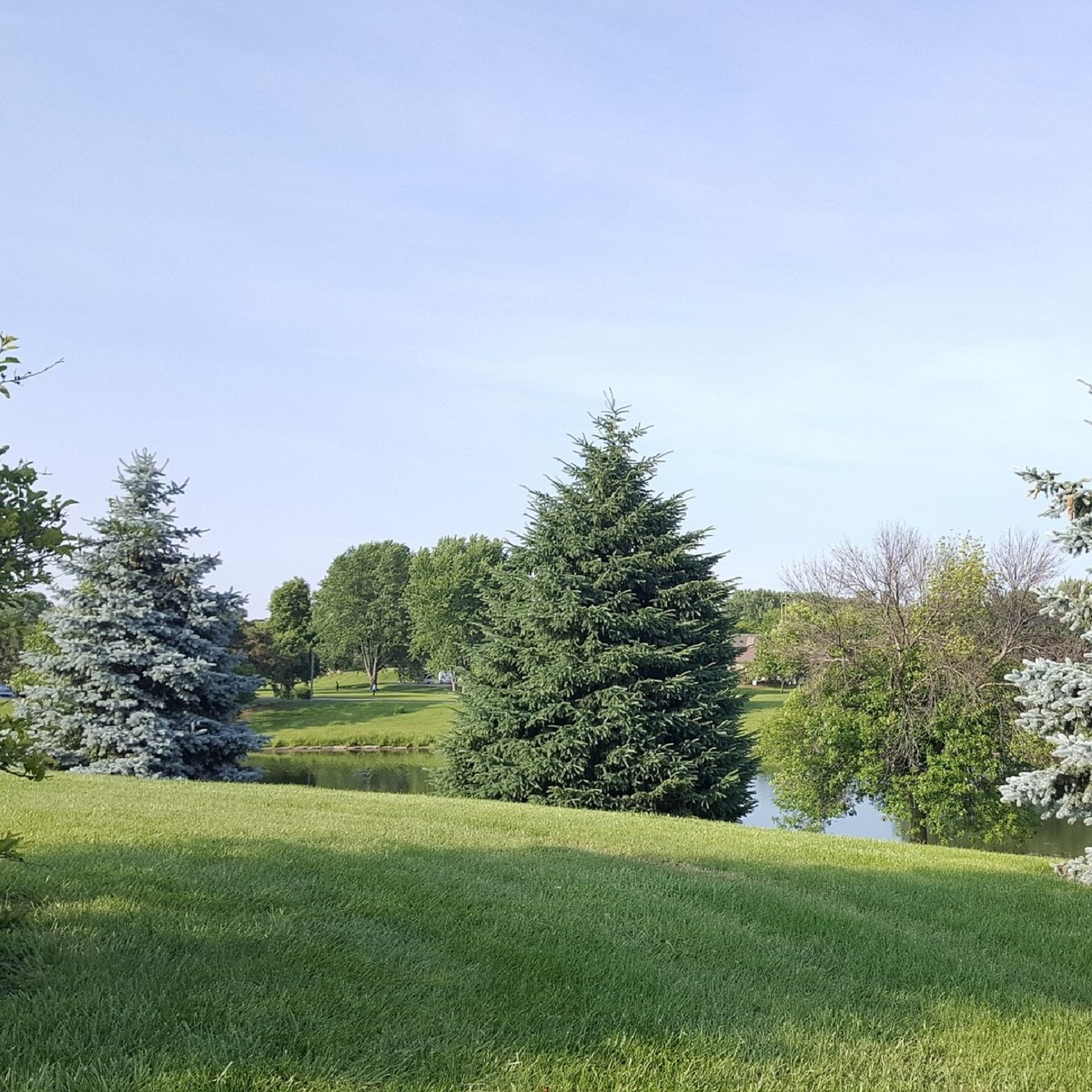 Smrk himalájský - Picea smithiana - semena smrku - 8 ks