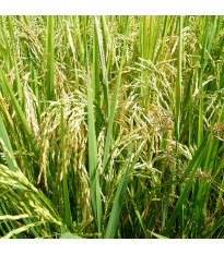 Rýže setá - Oryza sativa - semena rýže - 12 ks