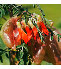 Afrikai gyógynövény – Lessertia frutescens – afrikai gyógynövény magjai – 4 db