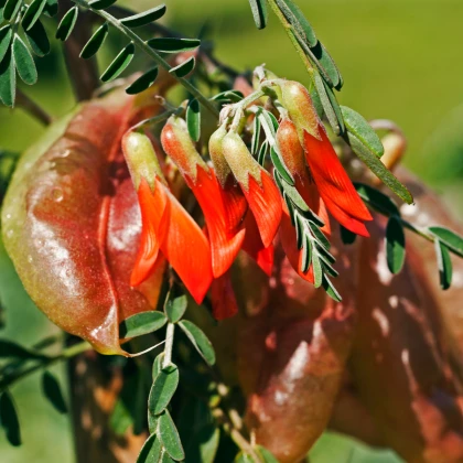 Afrikai gyógynövény – Lessertia frutescens – afrikai gyógynövény magjai – 4 db