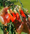 Afrikai gyógynövény – Lessertia frutescens – afrikai gyógynövény magjai – 4 db