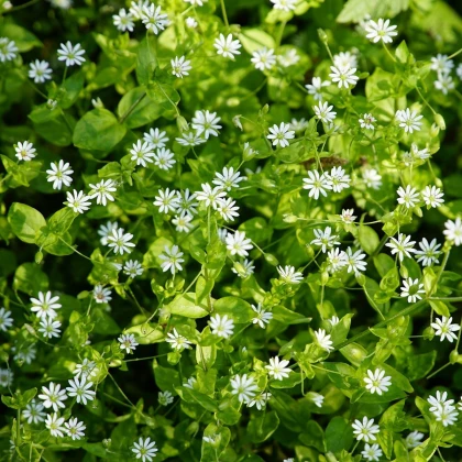 Ptačinec prostřední - Stellaria media - semena ptačince - 500 ks
