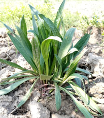Jitrocel indiai – Plantago psyllium – útifűmag