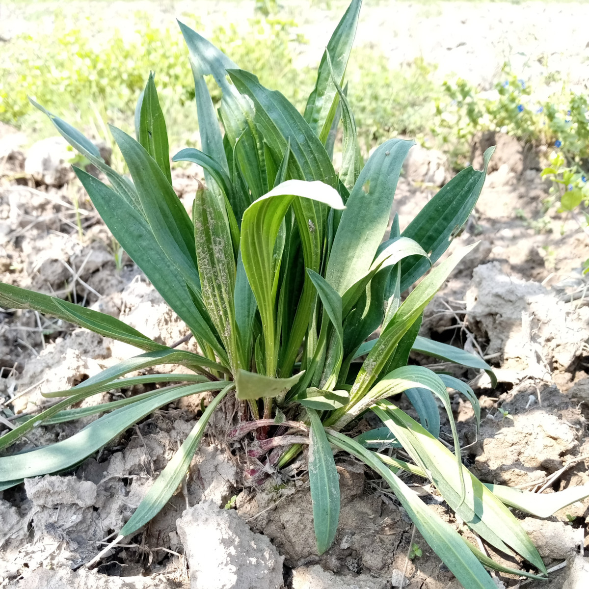 Jitrocel indiai – Plantago psyllium – útifűmag