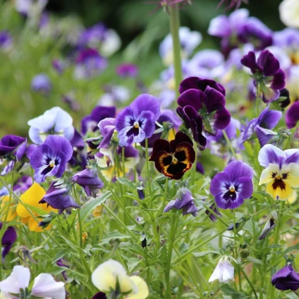Maceška Germania směs barev - Viola wittrockiana - semena macešky - 200 ks