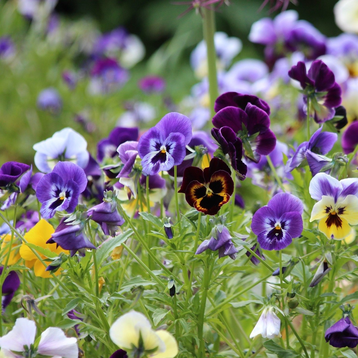 Maceška Germania směs barev - Viola wittrockiana - semena macešky - 200 ks