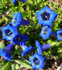 Hořec úzkolistý - Gentiana angustifolia - semena hořce - 8 ks