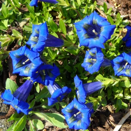 Hořec úzkolistý - Gentiana angustifolia - semena hořce - 8 ks
