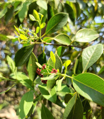 Santal bílý - Santalum album - semena santalu - 5 ks