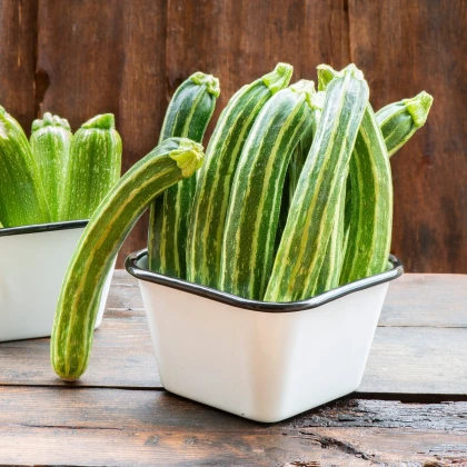 BIO Cuketa Green Tiger F1 - Cucurbita pepo - bio semena cukety - 5 ks