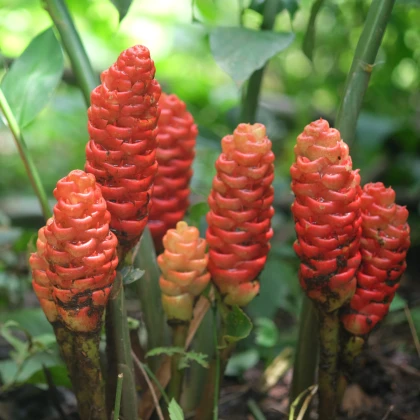 Zázvor bengálský - Zingiber rubens - semena zázvoru - 4 ks