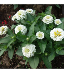Ostálka jiřinkokvětá bílá - Zinnia elegans - semena ostálky - 50 ks