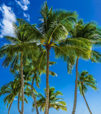 Beccariophoenix madagaskarská - Beccariophoenix madagascariensis - semena palmy - 2 ks