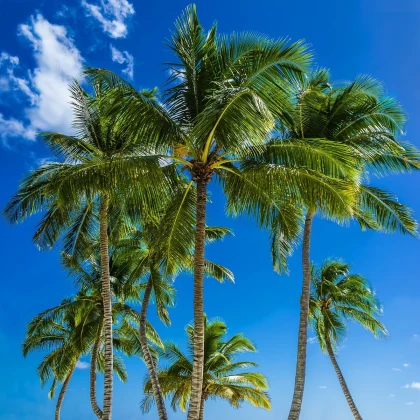 Beccariophoenix madagaskarská - Beccariophoenix madagascariensis - semena palmy - 2 ks