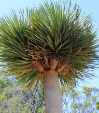 Óriás sárkányfa – Dracaena draco – sárkányfa magok – 8 db