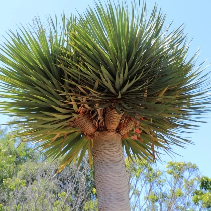 Dračinec obrovský - Draceana draco - semena dračince - 4 ks