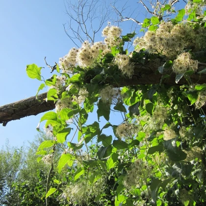 Plamének plotní - Clematis vitalba - semena plaménku - 12 ks