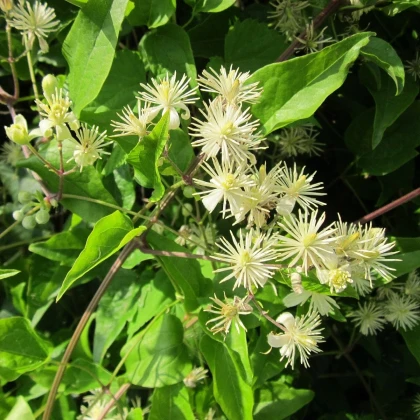 Plamének plotní - Clematis vitalba - semena plaménku - 12 ks