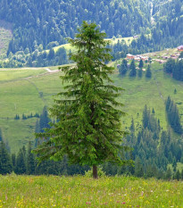 Smrk ztepilý - Picea abies - semena smrku - 8 ks