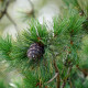 Borovice Limba - Pinus cembra - semena borovice - 7 ks