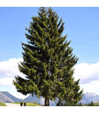 Jedle Pindrow - Abies pindrow - semena jedle - 8 ks