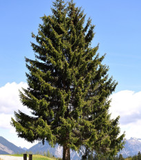 Jedle Pindrow - Abies pindrow - semena jedle - 8 ks