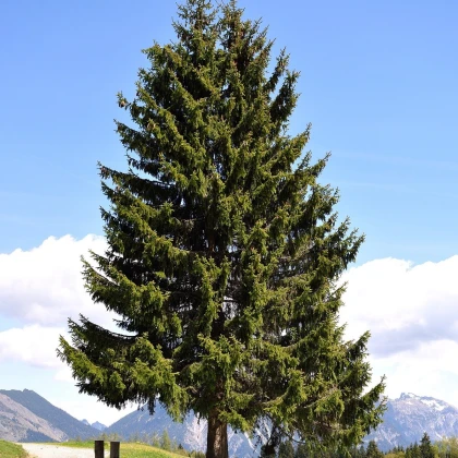 Pindrow jegenyefenyő - Abies pindrow - jegenyefenyő magok - 15 db
