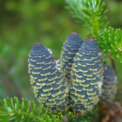 Pindrow jegenyefenyő - Abies pindrow - jegenyefenyő magok - 15 db