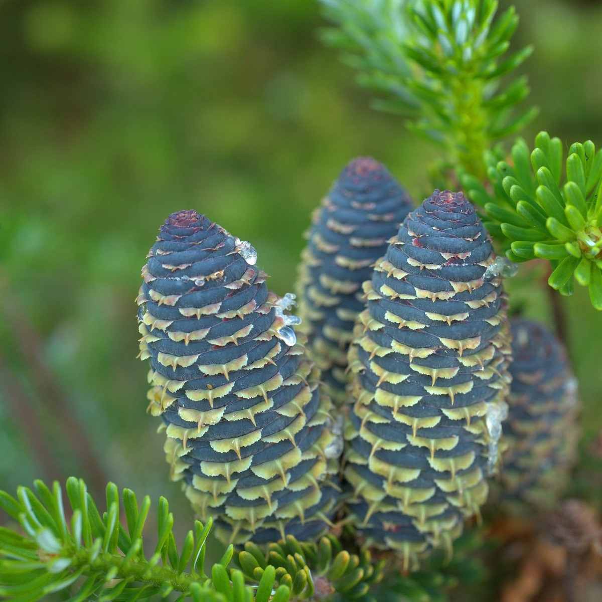 Pindrow jegenyefenyő - Abies pindrow - jegenyefenyő magok - 15 db