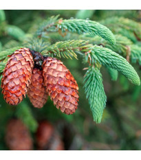 Smrk štětinatý - Picea asperata - semena smrku - 8 ks
