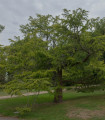 Pamodřín líbezný - Pseudolarix amabilis - semena pamodřínu - 6 ks