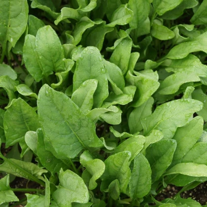 BIO Špenát setý Palco F1 - Spinacia oleracen L. - bio semena špenátu - 70 ks