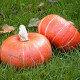 BIO Dýně Sunshine F1 - Cucurbita maxima - bio semena dýně - 6 ks