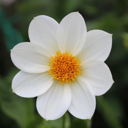 Jiřinka Topmix bílá - Dahlia - hlízy jiřinky - 1 ks