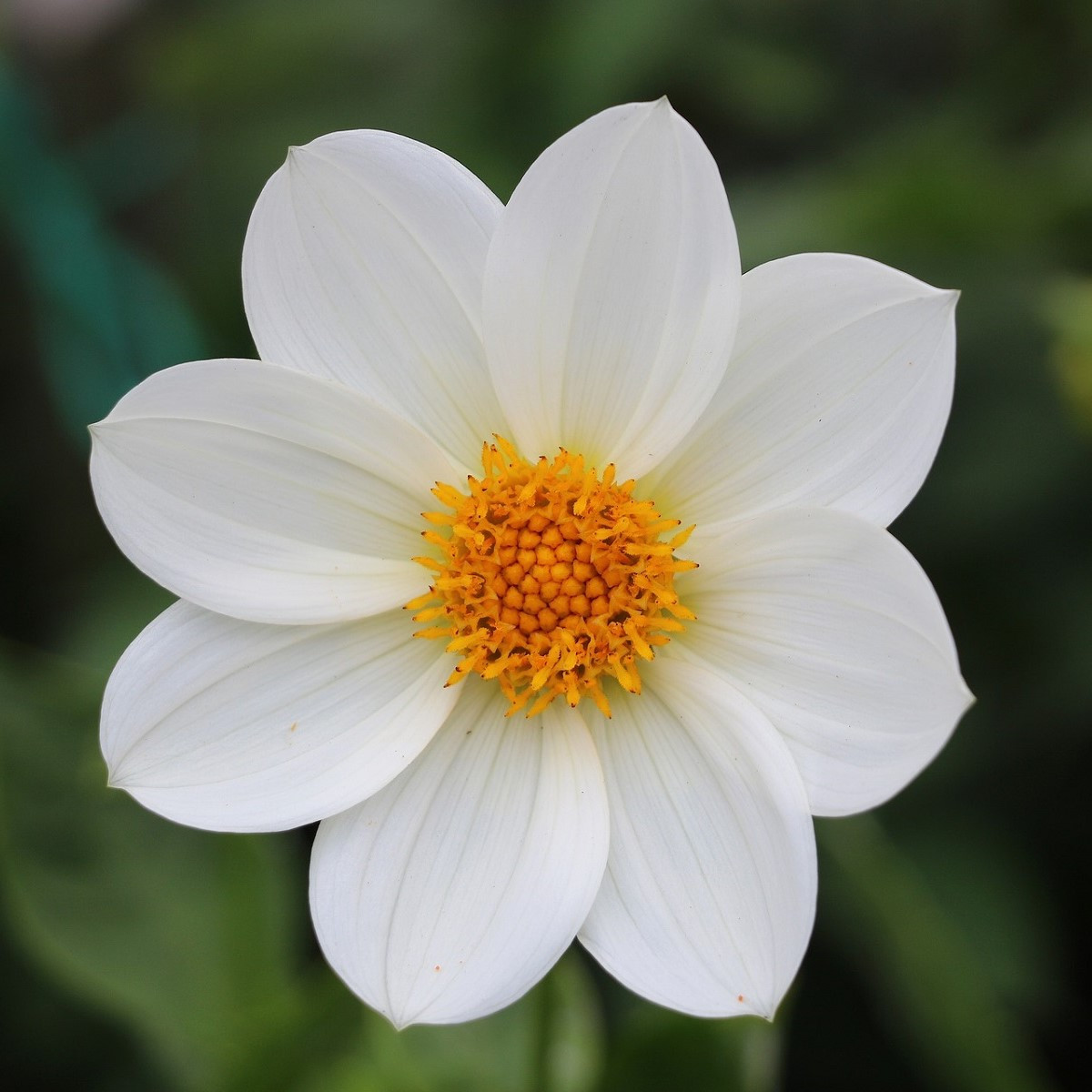 Jiřinka Topmix bílá - Dahlia - hlízy jiřinky - 1 ks