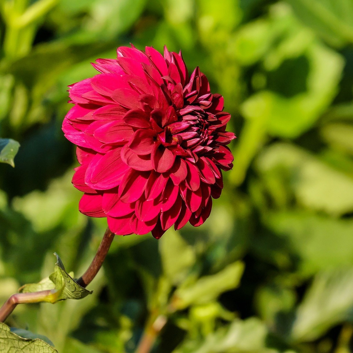 Jiřinka Melody Mambo - Dahlia - hlízy jiřinky - 1 ks