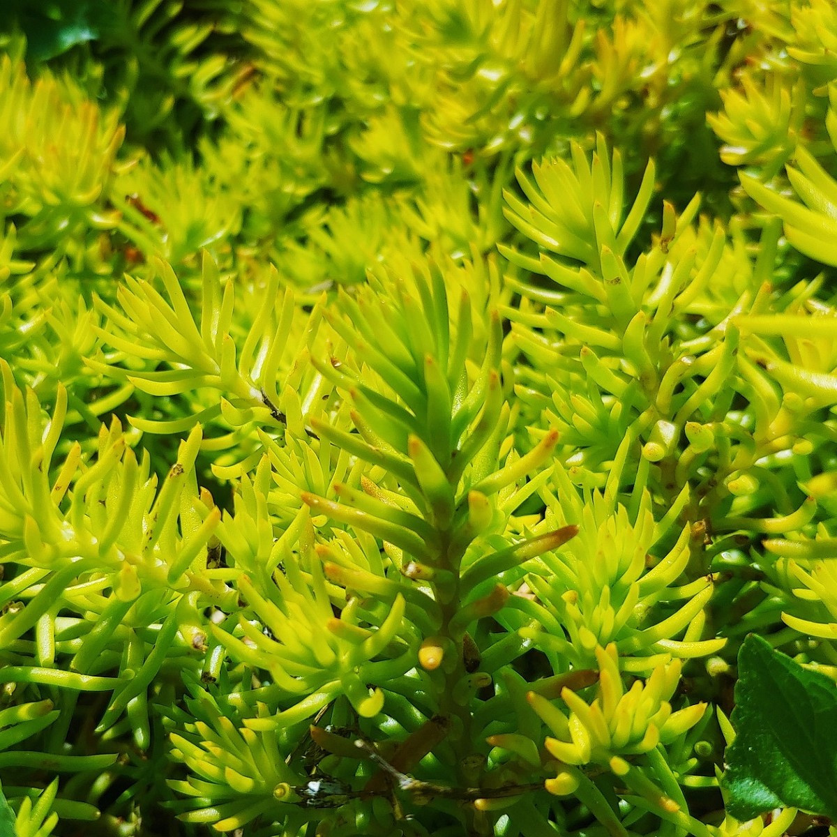 Rozchodník skalní - Sedum reflexum - semena rozchodníku - 70 ks