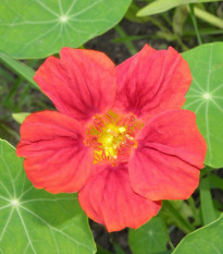 Lichořeřišnice menší Whirlybird Rose - Kapucínka - Tropaeolum minus - semena lichořeřišnice - 10 ks