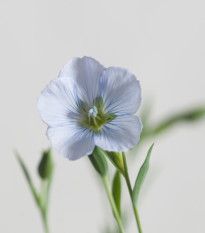 Len setý - Linum usitatissimum - semena lnu - 140 ks