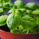 Bazalka pravá balkónová - Ocimum basilicum - semena bazalky - 200 ks