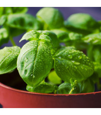 Bazalka pravá balkónová - Ocimum basilicum - semena bazalky - 200 ks